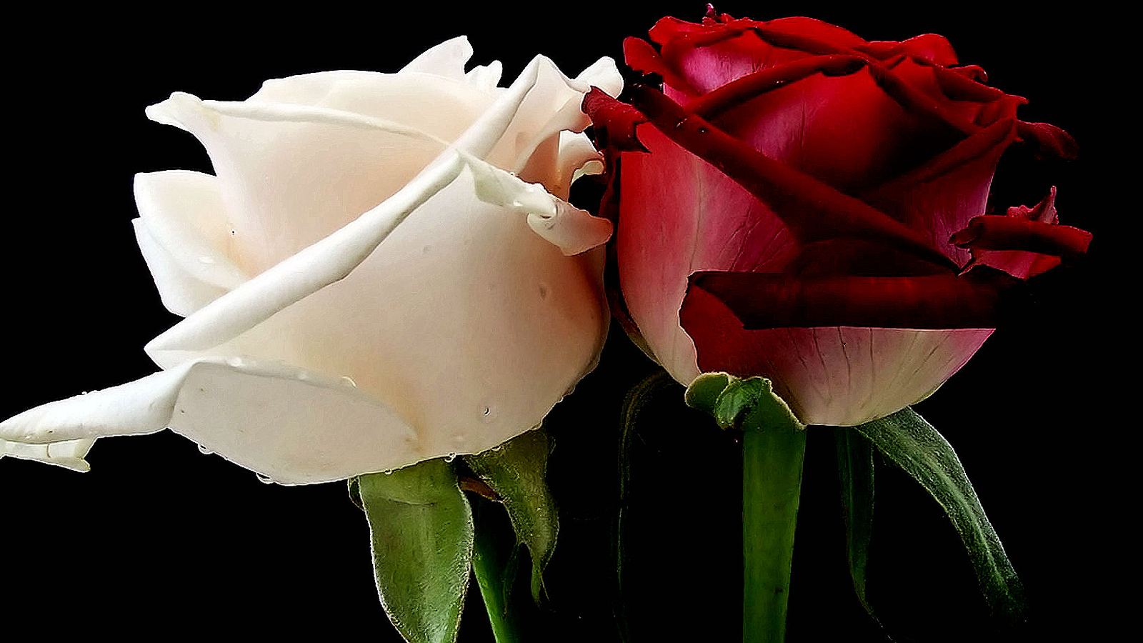 ÎN MEMORIA CELOR PLECAȚI DINTRE NOI - Pagina 15 Poze-cu-flori-frumoase-wallpaper-flori-superbe-imagini-flori-desktop-sau-avatar-trandafir-alb-rosu